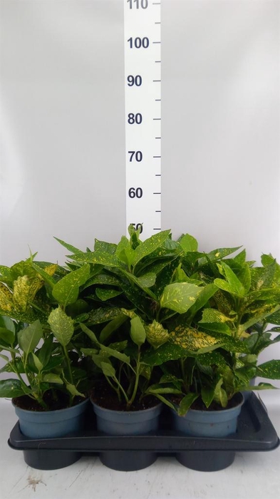 Aucuba japonica 'Variegata'