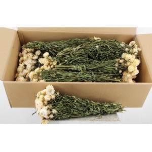 DF Helichrysum Bs White