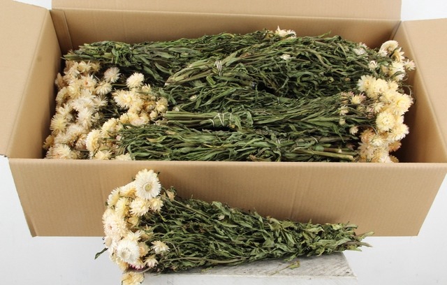 <h4>DF Helichrysum Bs White</h4>