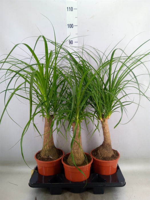 <h4>Beaucarnea recurvata</h4>