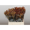 Anigozanthos Bush Diamond