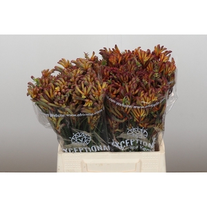 Anigozanthos Bush Diamond