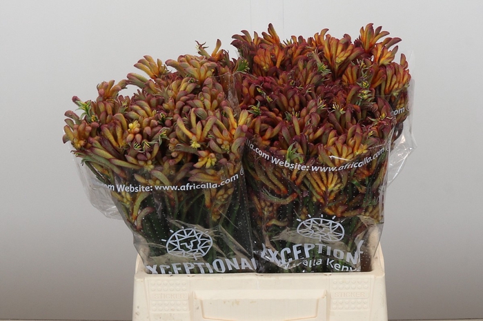 <h4>Anigozanthos Bush Diamond</h4>