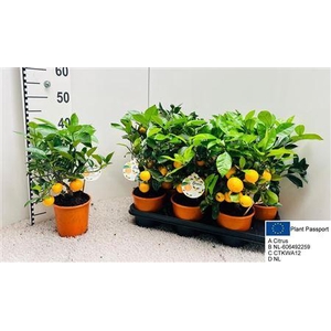 Citr Microcarpa 5 Fruits
