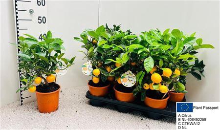 <h4>Citr Microcarpa 5 Fruits</h4>