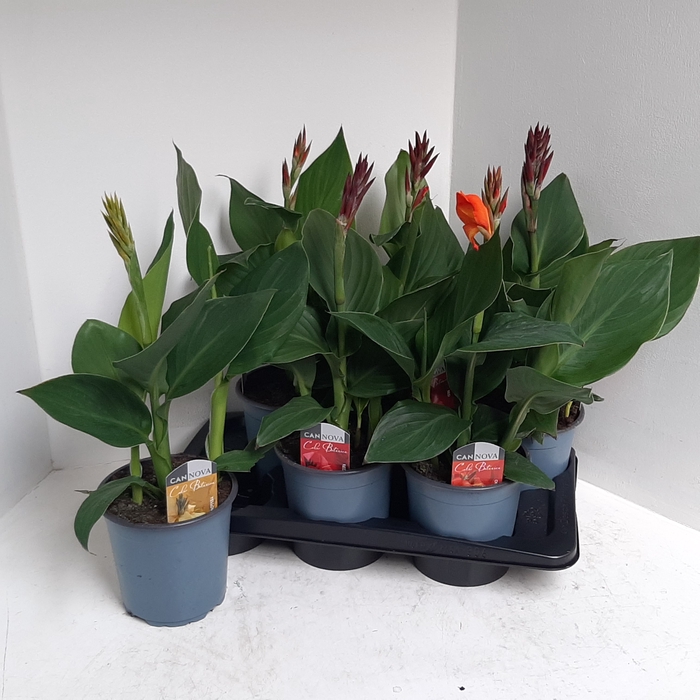 <h4>CANNA CANNOVA GEM</h4>