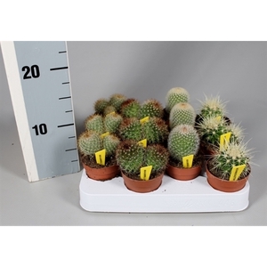 Cactus 6,5 cm bollenmix op rij met naametiket