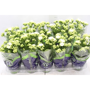 KALANCHOE DOBRADO P11 BRANCO