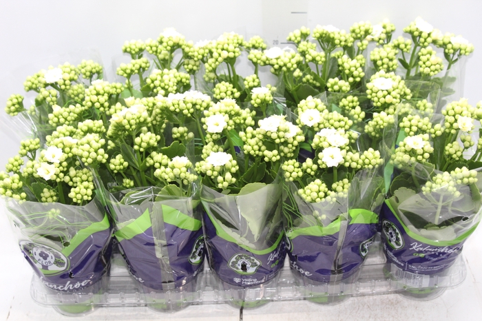 <h4>KALANCHOE DOBRADO P11 BRANCO</h4>