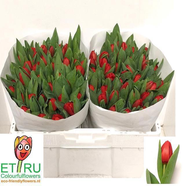 <h4>TU EN ESCAPE</h4>