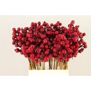 Stick berries rose hips red