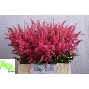 Astilbe Anita Pfeifer Aert