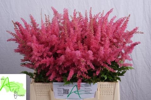 <h4>Astilbe Anita Pfeifer Aert</h4>