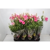 MANDEVILLA ROSE QUEEN P14 PREMIUM