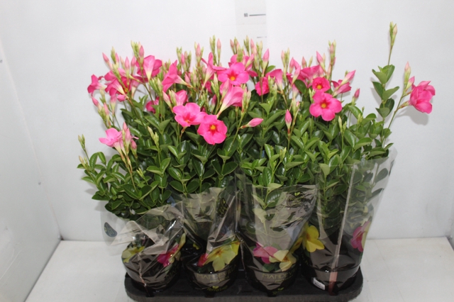 <h4>MANDEVILLA ROSE QUEEN P14 PREMIUM</h4>
