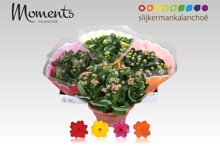 <h4>KAL GE GEM 4 KL</h4>