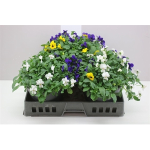 Viola Cornuta F1 Mix In Pot