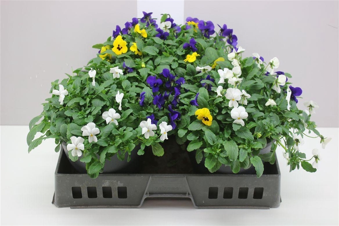 <h4>Viola Cornuta F1 Mix In Pot</h4>