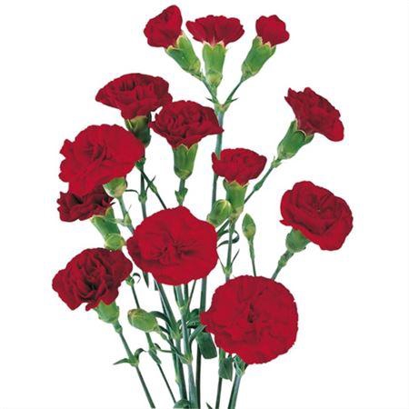 <h4>Di. Tr Burgundy Box</h4>