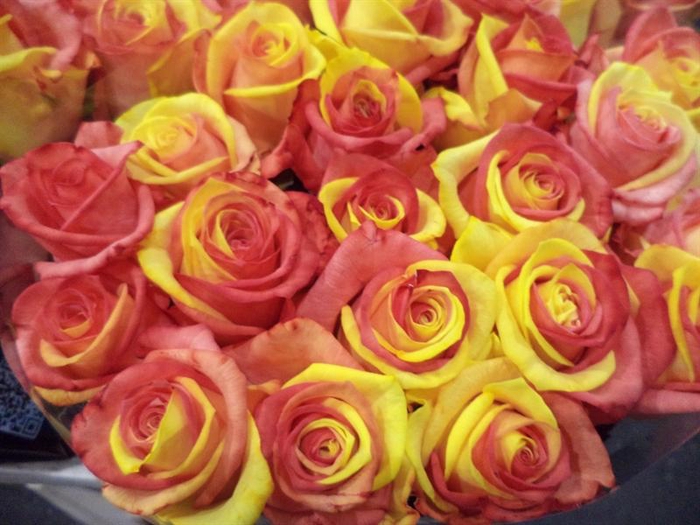 <h4>RS GR PRESERVED BLUE</h4>