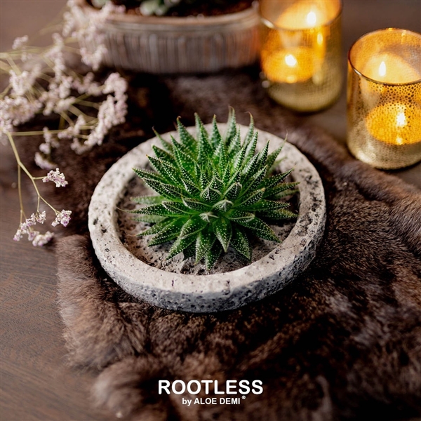 <h4>ROOTLESS Aloe aristata 'magic', Koala bowl</h4>