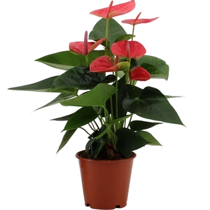 Anthurium Sweet Dream in transparant sleeve