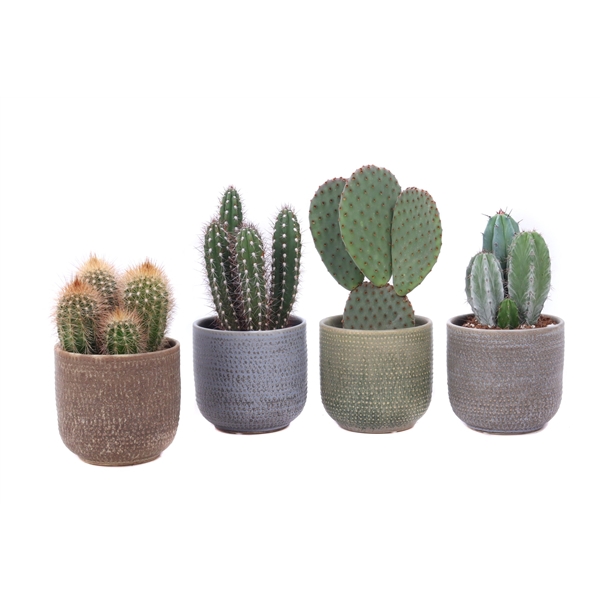 <h4>Cactus mix 8,5 cm in keramieke pot "Amadora"</h4>