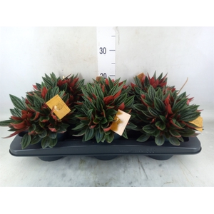 Peperomia caperata 'Rosso'