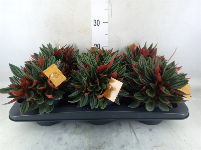 <h4>Peperomia caperata 'Rosso'</h4>