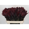 Leucadendron Saf Sunset Dark R.