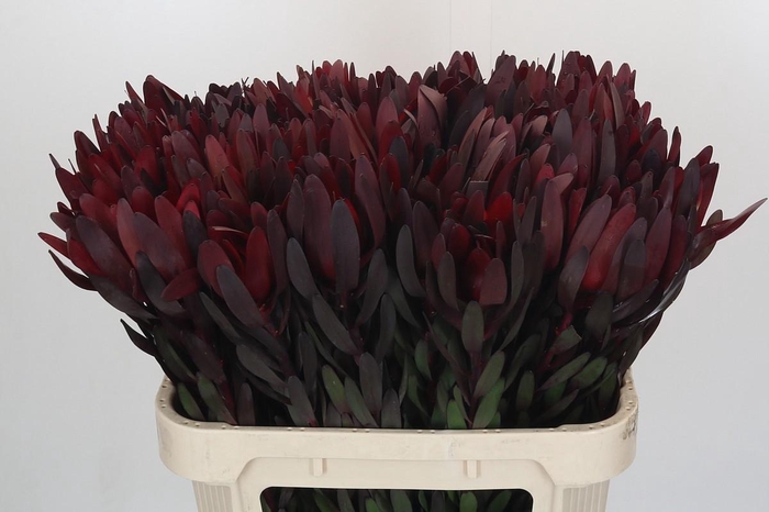 <h4>Leucadendron Saf Sunset Dark Red</h4>