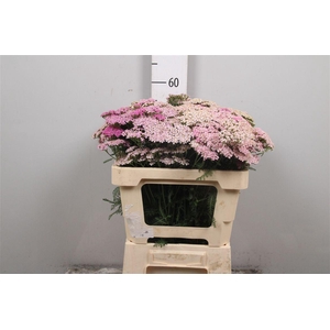 Achil M Mcl L Pink