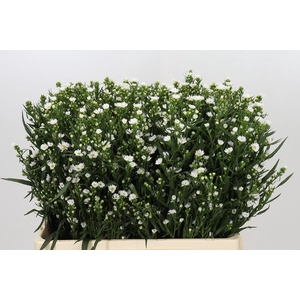 Aster Paquita