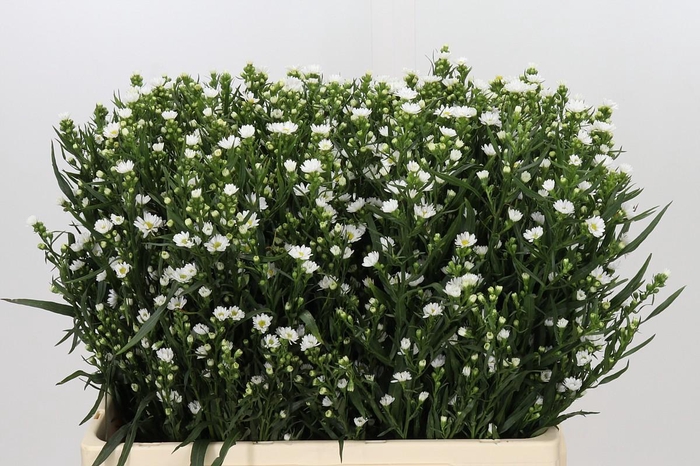 <h4>Aster Paquita</h4>