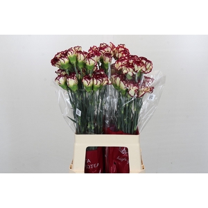 Dianthus St Bostick