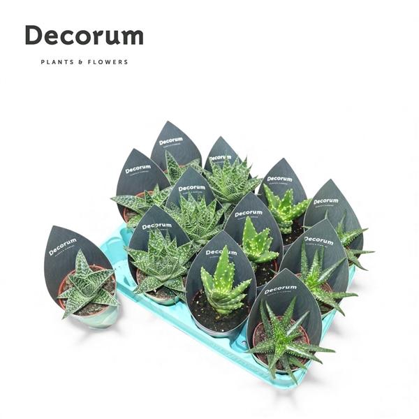 <h4>Aloe gemengd</h4>