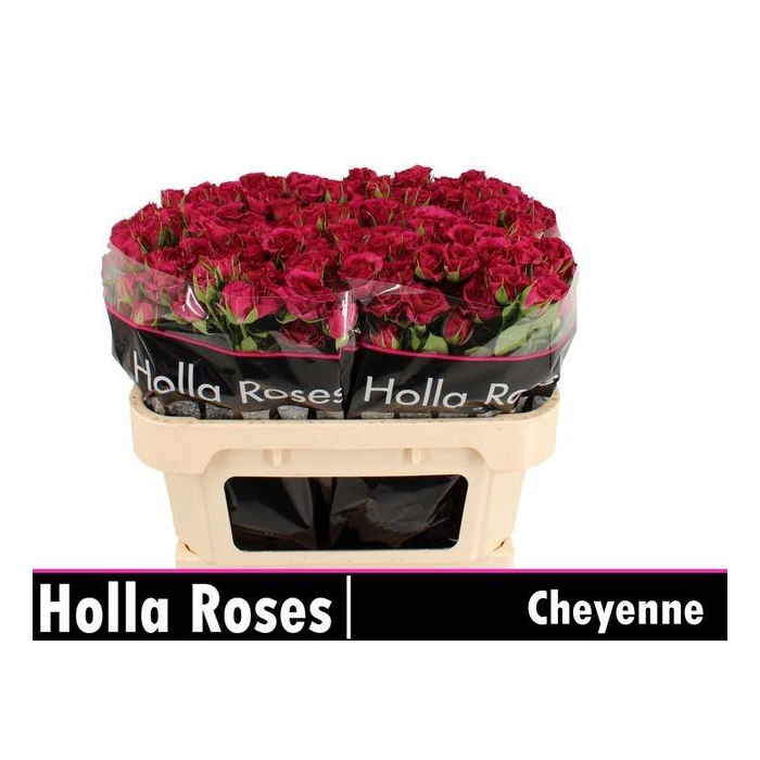 <h4>R TR CHEYENNE</h4>