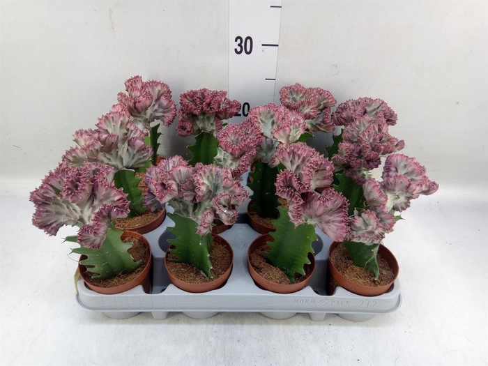 <h4>Euphorbia lactea</h4>