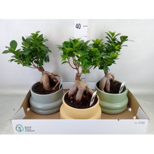 Ficus microcarpa 'Ginseng'