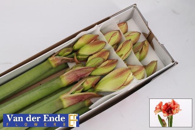 <h4>Hipp Dg Irinia</h4>