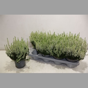 Callu Bl Verenka Wit