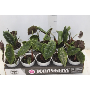 ALOCASIA CHANTRIERI P12