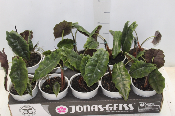 <h4>ALOCASIA CHANTRIERI P12</h4>
