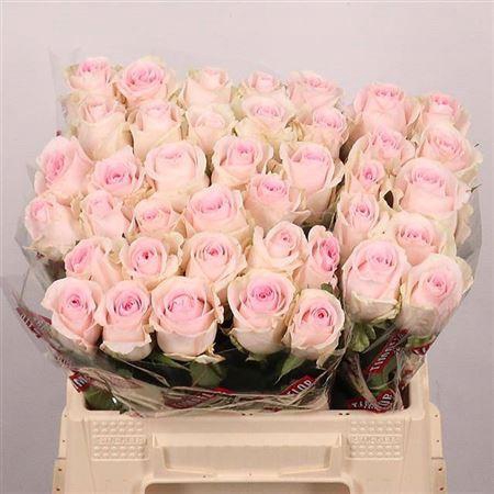 <h4>R Gr Revival Sweet</h4>