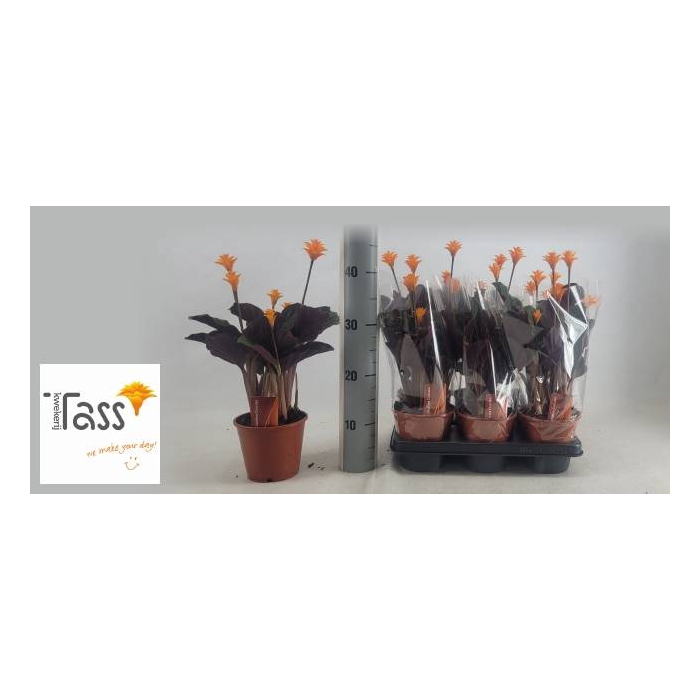 <h4>Calathea Crocata 14Ø 35cm 5fl</h4>