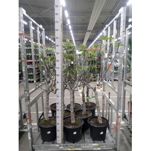 Ficus carica