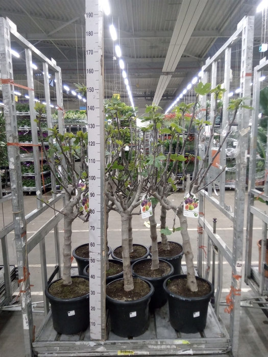 <h4>Ficus carica</h4>