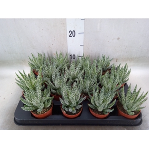 Aloe humilis