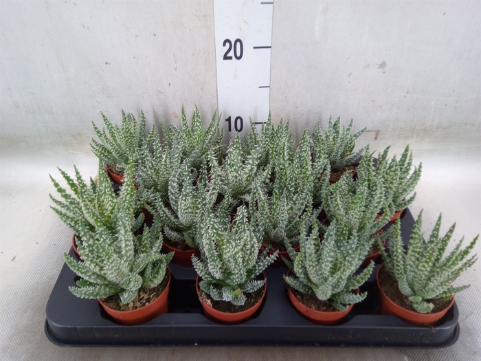 <h4>Aloe humilis</h4>