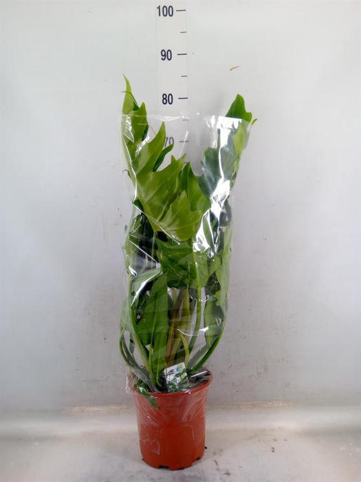 <h4>Philodendron   ...</h4>